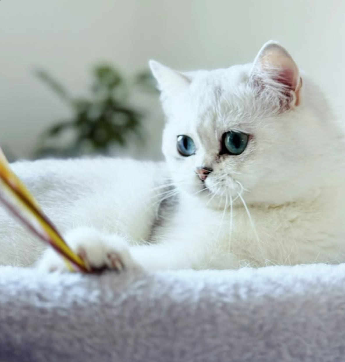 Chat British blanc aux yeux bleus, couché sur un coussin, qui attrape un jouet plumeau