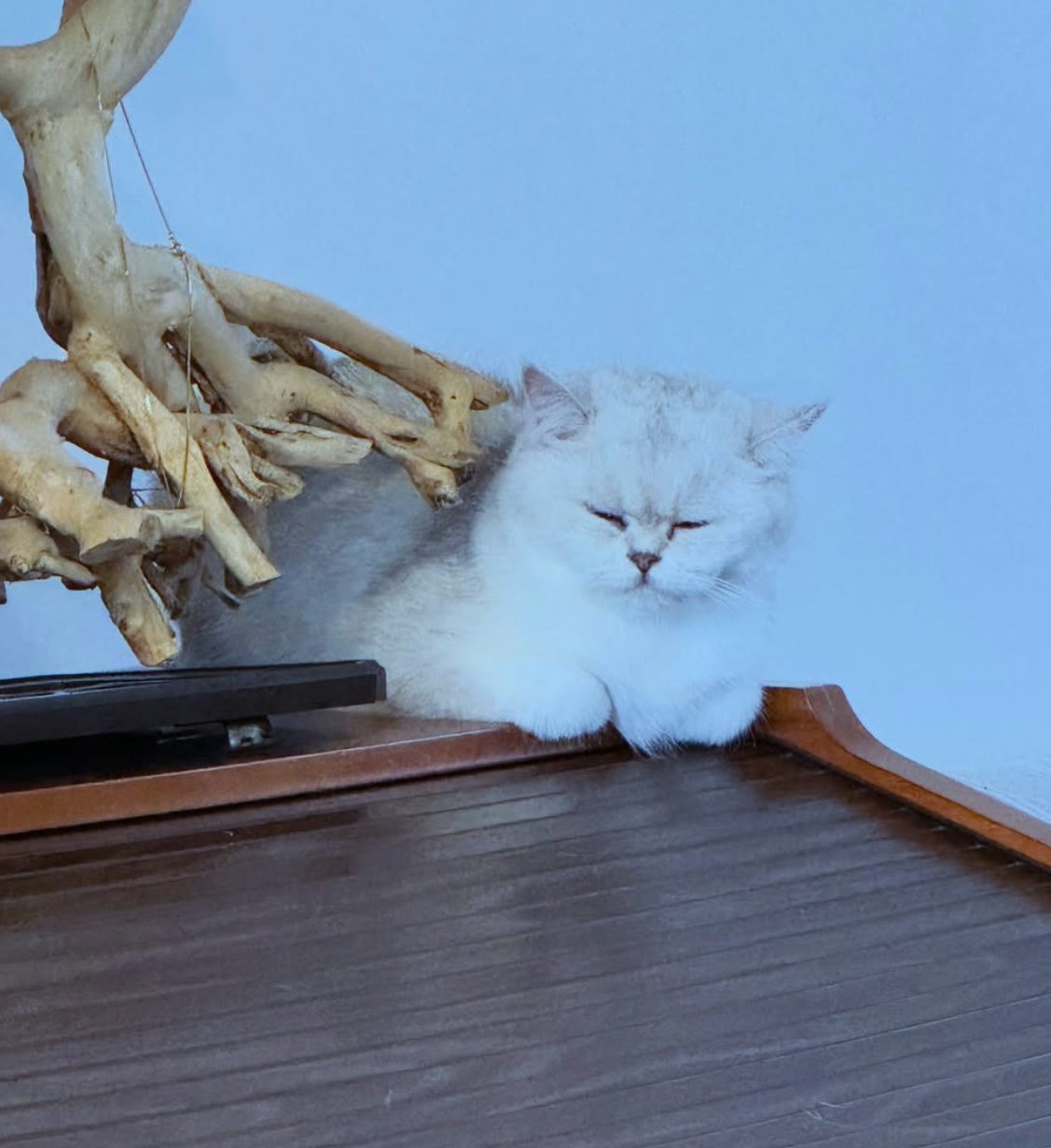 Chat British blanc qui somnole, les yeux mi-clos, sur un meuble en bois