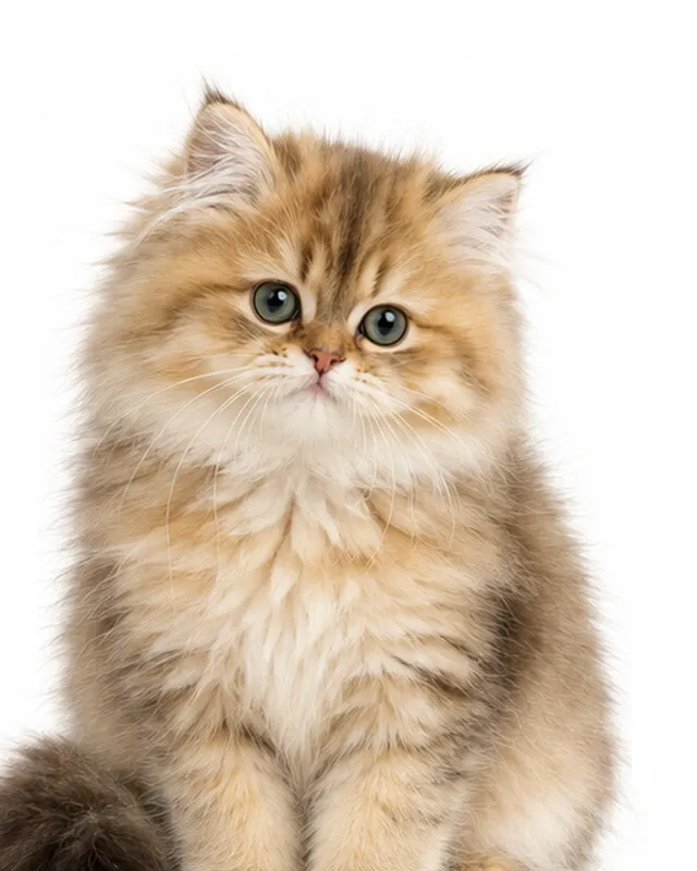 Portrait illustré de Blossom Cherry, chatonne British Longhair au poil long doré